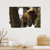 Bison in het Nationaal Park Lamar Valley Yellowsto Poster (Keuken)