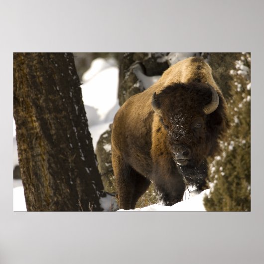Bison in het Nationaal Park Lamar Valley Yellowsto Poster (Voorkant)
