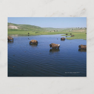 Bison in water met een groot aantal kliefslikken briefkaart
