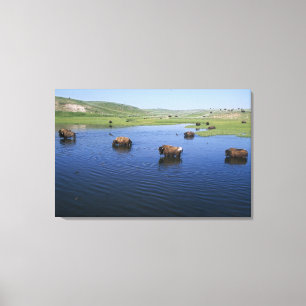 Bison in water met een groot aantal kliefslikken canvas afdruk