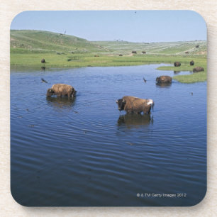 Bison in water met een groot aantal kliefslikken onderzetter