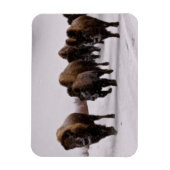 Bison in Winter Magneet (Verticaal)