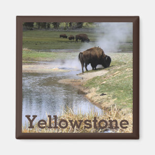 Bison in Yellowstone National Park Magneet