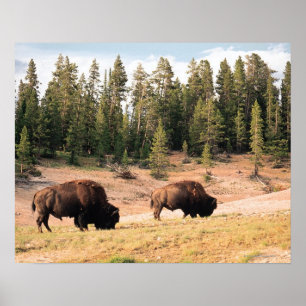 Bison in Yellowstone National Park Wyoming Poster