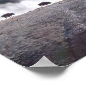 Bison in Yellowstone Poster (Hoek)