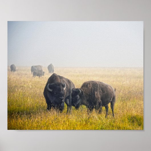 Bison in Yellowstone Poster (Voorkant)