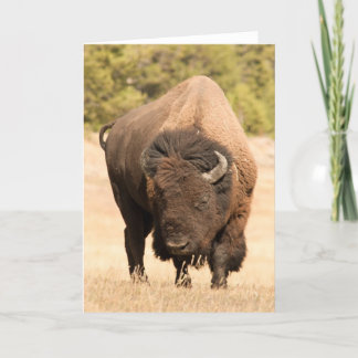 Bison Kaart