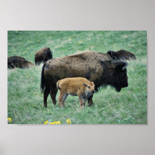Bison koe en kalf poster