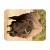 Bison Magneet (Horizontaal)