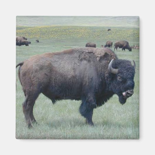 Bison Magneet (Voorkant)