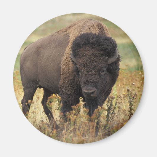 Bison Magneet (Voorkant)
