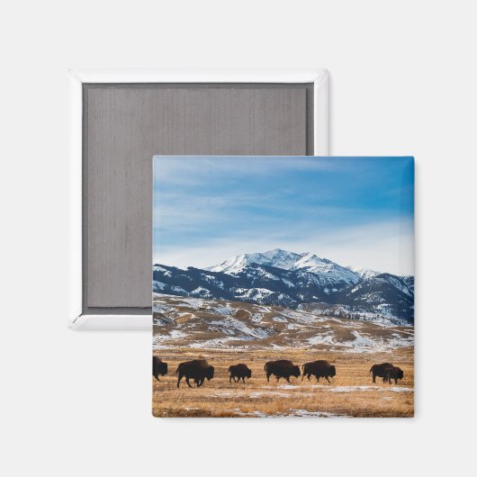 Bison-migratie Magneet (Voorkant / Achterkant)