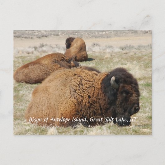 Bison of Antelope Island Briefkaart (Voorkant)