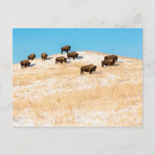 Bison op een briefkaart