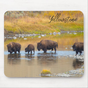 Bison River Crossing Yellowstone National Park, Ve Muismat