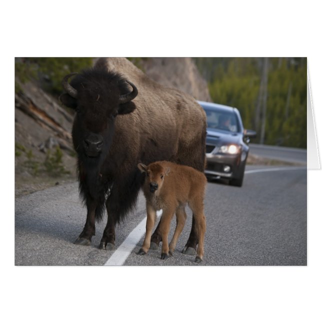Bison Roadblock - Kaart (Voorkant Horizontaal)