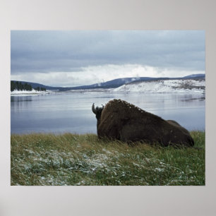 Bison rusteert met de geelsteen, met sneeuw poster