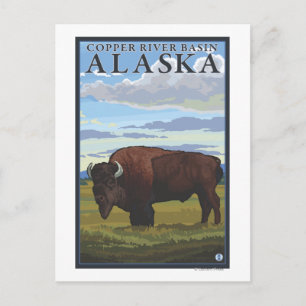 Bison Scene - Copper River Basin, Alaska Briefkaart
