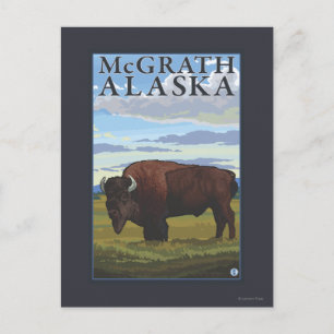 Bison Scene - McGrath, Alaska Briefkaart