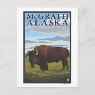 Bison Scene - McGrath, Alaska Briefkaart