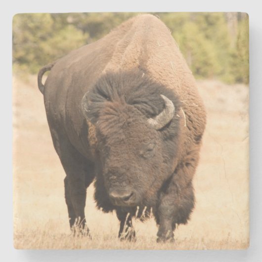 Bison Stenen Onderzetter (Voorkant)