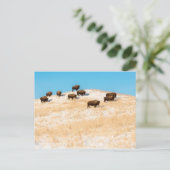 Bison sur une carte postale (Debout devant)