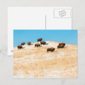 Bison sur une carte postale (Devant / Derrière)