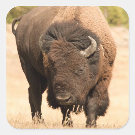 Bison Vierkante Sticker (Voorkant)