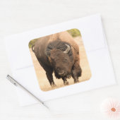 Bison Vierkante Sticker (Envelop)