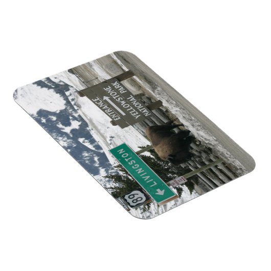 BIson, Yellowstone Entrance, Gardiner, MT Magneet (Rechterzijde)