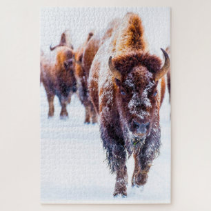 Bison Yellowstone Wyoming. Jigzaag Puzzle Legpuzzel