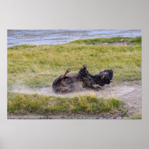 Bisonaardbad, Yellowstone National Park Wyoming Poster