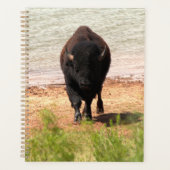 Bisons à l'eau (Devant)
