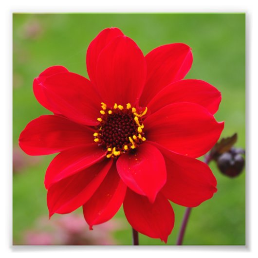 Bisschop van Llandaff Dahlia Foto Afdruk (Voorkant)