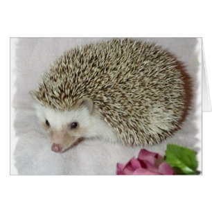 Bitsy de egel