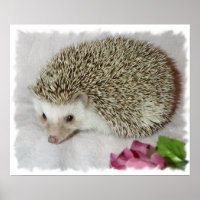 Bitsy de egel