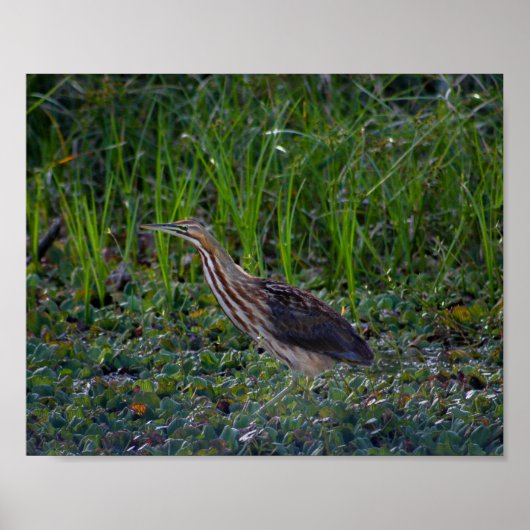 Bittern Bird Photo Print (Voorkant)