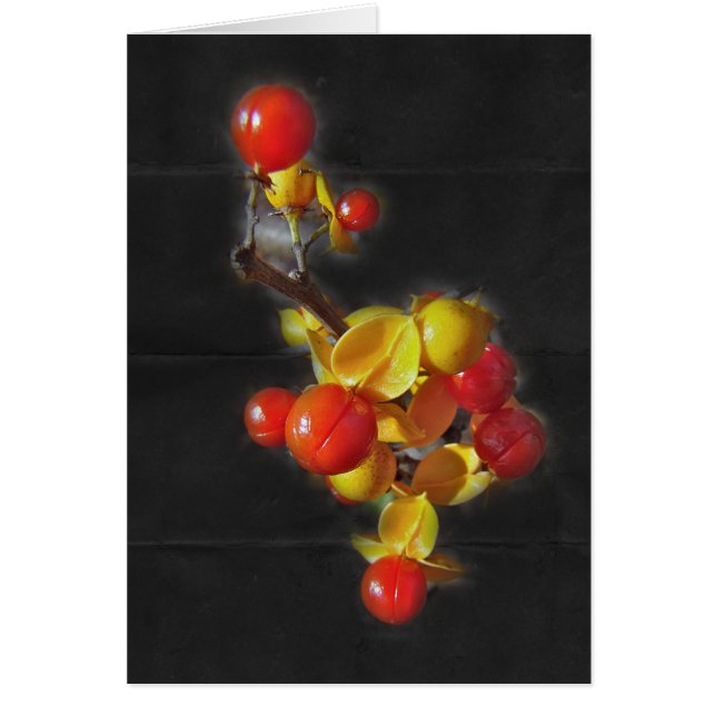 Bitterzoete bessen - Autumn Beauty (Voorkant)