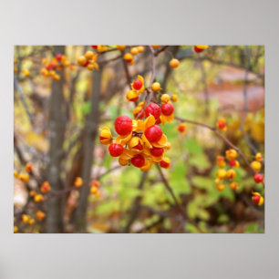 Bitterzoete bessen poster