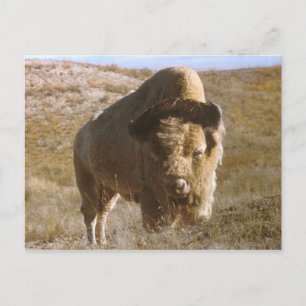 bizon-Briefkaart Briefkaart
