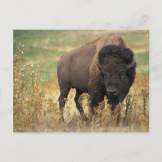 Bizon foto briefkaart