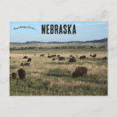 Bizon in Nebraska Briefkaart (Voorkant)