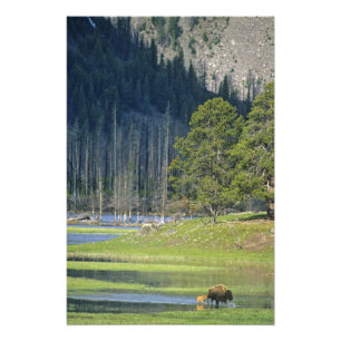 Bizon met kalf in Yellowstone National Park Foto Afdruk