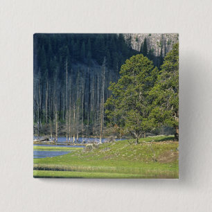 Bizon met kalf in Yellowstone National Park Vierkante Button 5,1 Cm