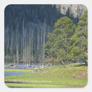 Bizon met kalf in Yellowstone National Park Vierkante Sticker