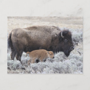 Bizon met kalf, Yellowstone Briefkaart