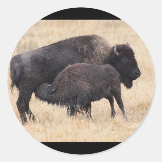 bizon ronde sticker (Voorkant)