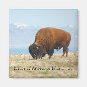 Bizon van Antelope Island, UT Magneet