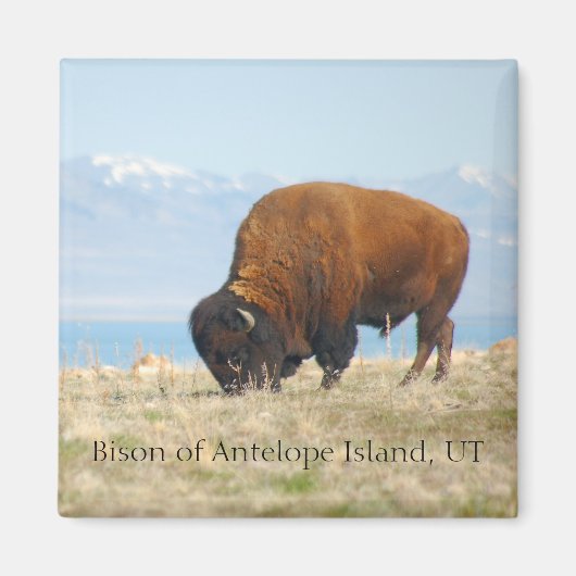 Bizon van Antelope Island, UT Magneet (Voorkant)