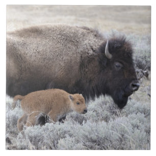 Bizonkoe en kalf, Yellowstone Tegeltje